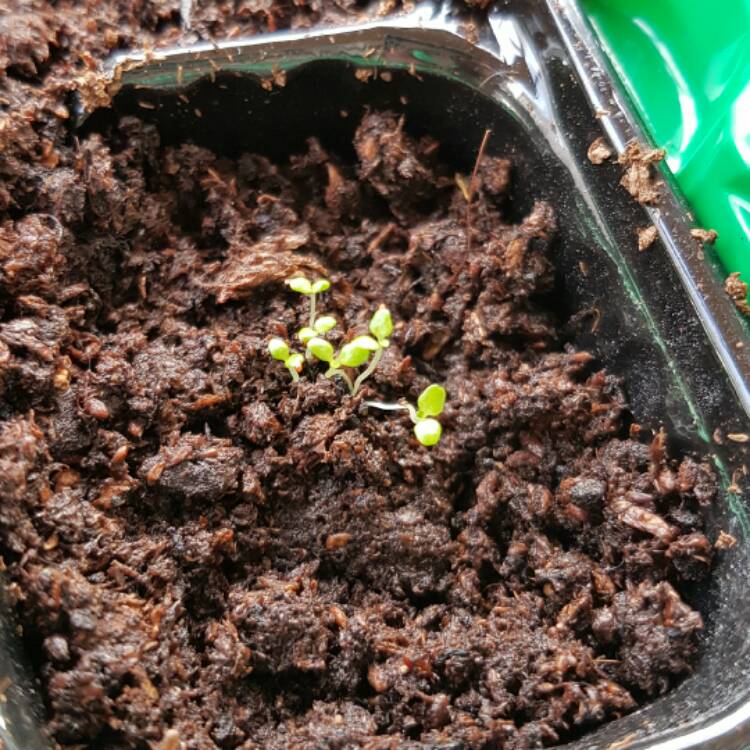 plant image 337822 plant image 337822