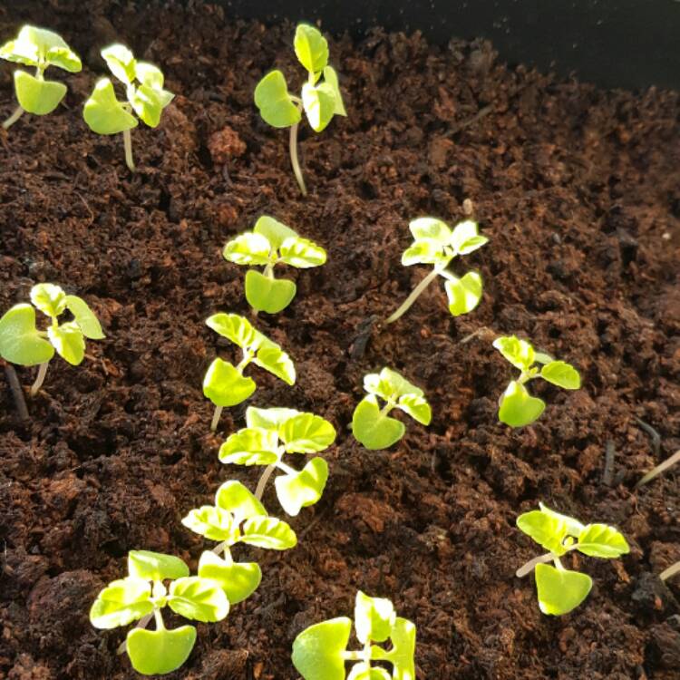 plant image 345857