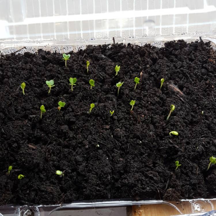 plant image 353673