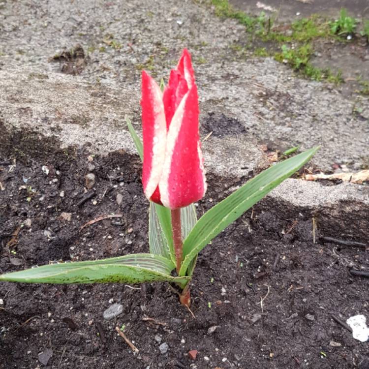Plant image Tulipa 'Pinocchio'