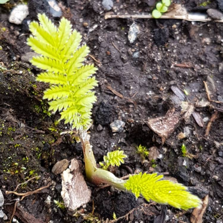 plant image 353879