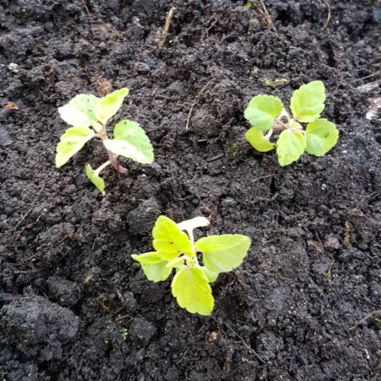 plant image 363176
