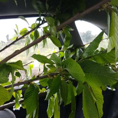 Prunus avium 'Stella'
