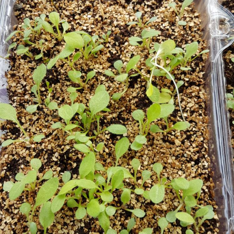 Plant image Rudbeckia hirta 'Rustic Dwarf Mix'