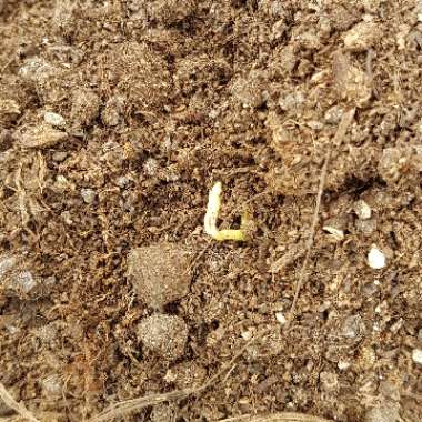 Solanum tuberosum