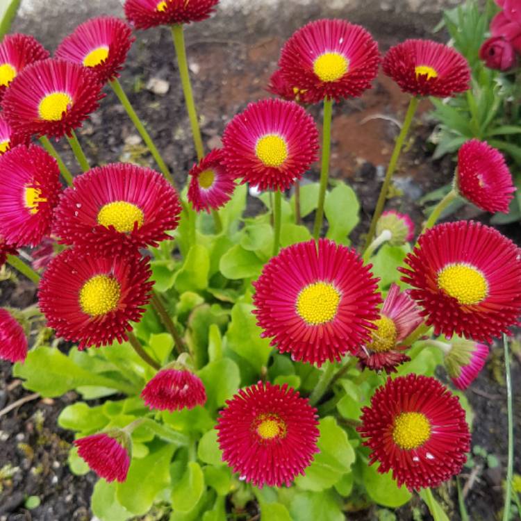 Plant image Bellis Perennis 'Romi Red'