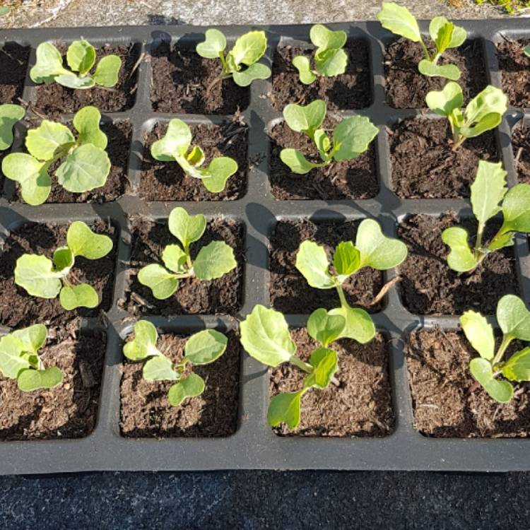 plant image 384085
