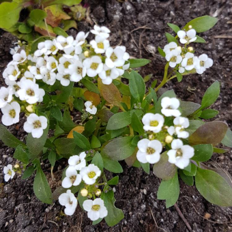 plant image 384715