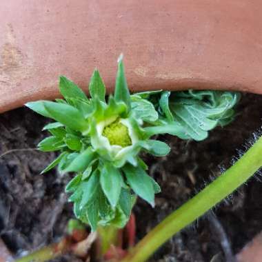 Fragaria x ananassa