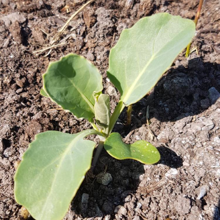plant image 390546