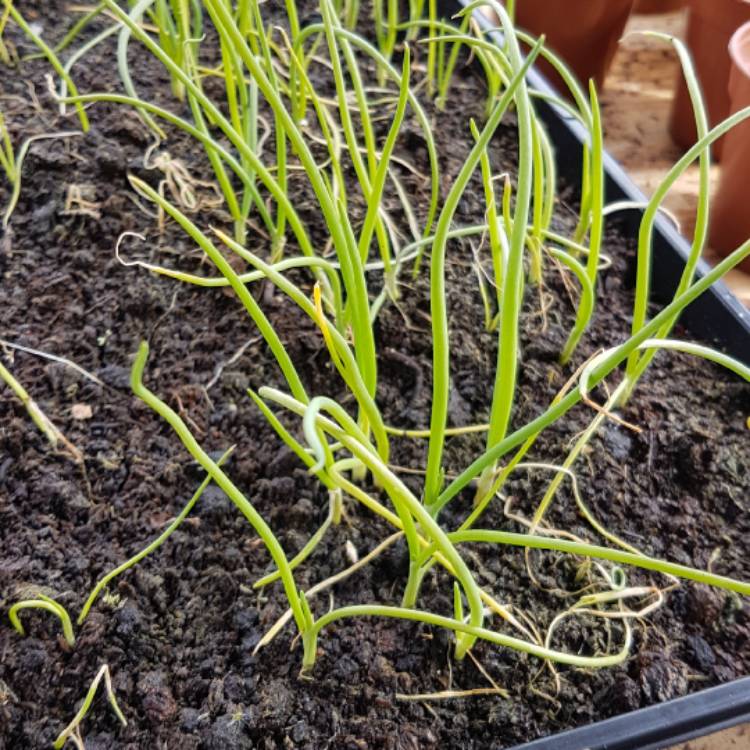 plant image 410466
