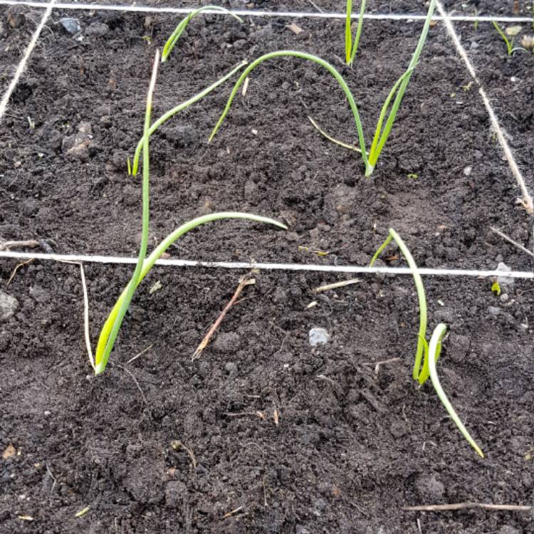 Plant image Allium cepa (Cepa Group) 'Bedfordshire Champion'