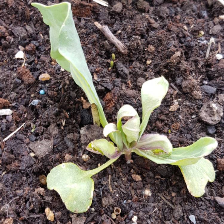 plant image 412505