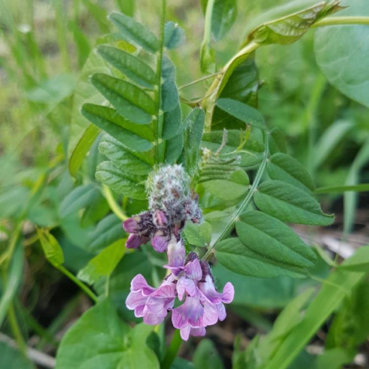 plant image 417701