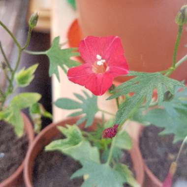 Ipomoea x multifida