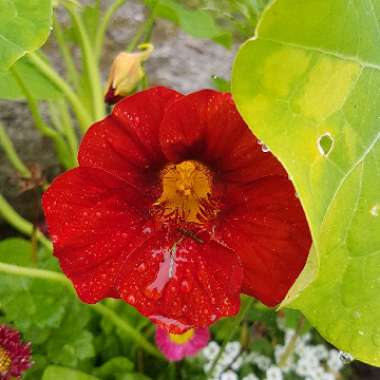 Tropaeolum majus 'Empress of India'