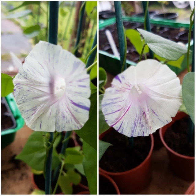 Plant image Ipomoea purpurea 'Carnival de Venezia'