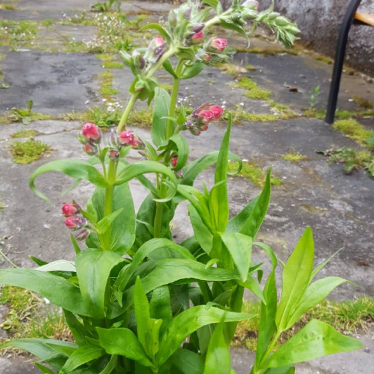 plant image 461410