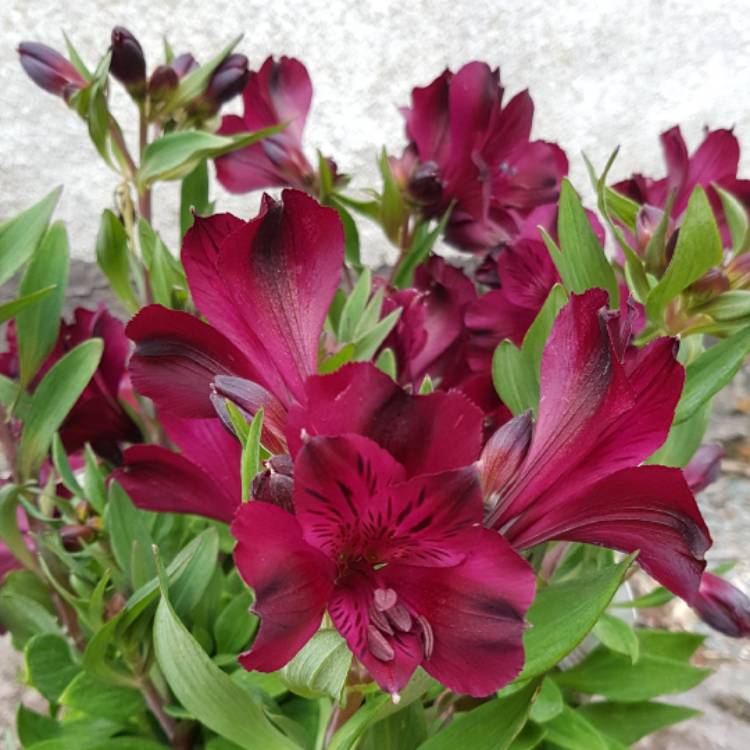 Plant image Alstroemeria 'Tesdarklin' (Inticancha Series) syn. Alstroemeria 'Inticancha Dark Purple'
