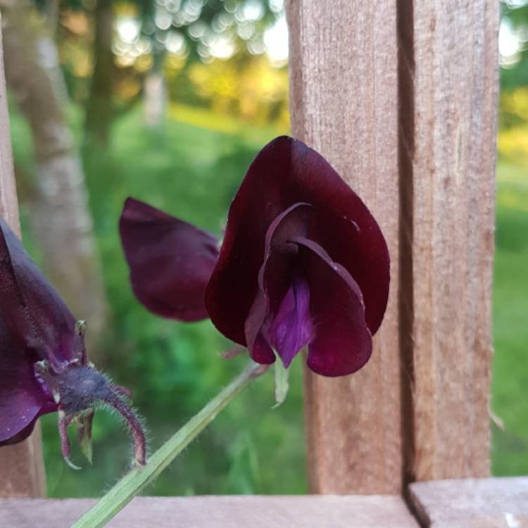 Plant image Lathyrus Odoratus 'Black Knight'