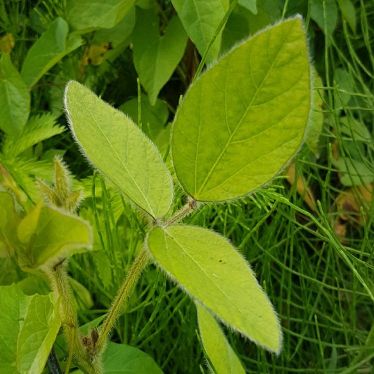 Plant image Glycine max