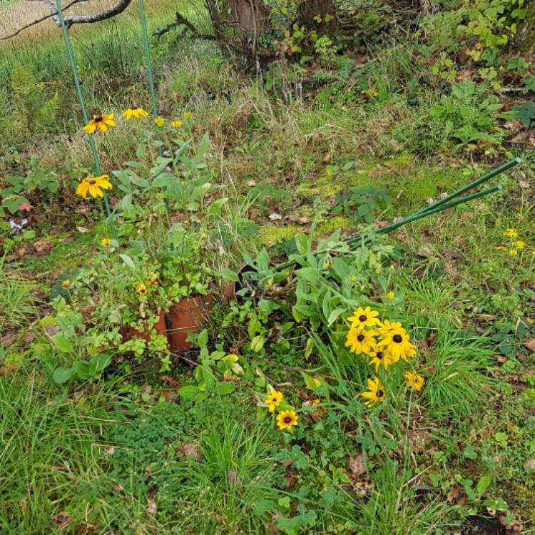 plant image 548103 plant image 548103