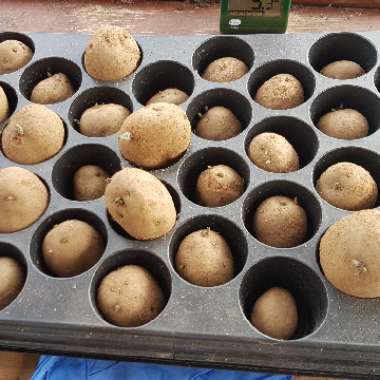 Solanum tuberosum