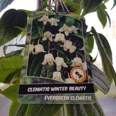 Clematis urophylla 'Winter Beauty'