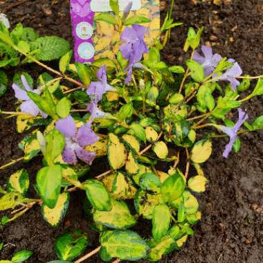 Vinca minor