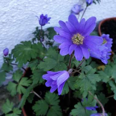 Anemonoides blanda syn. Anemone blanda
