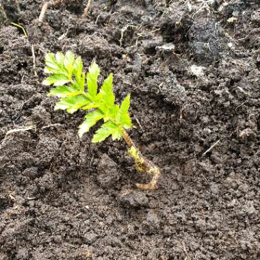 Pastinaca sativa
