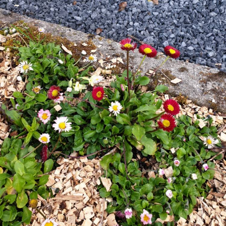 plant image 971713 plant image 971713