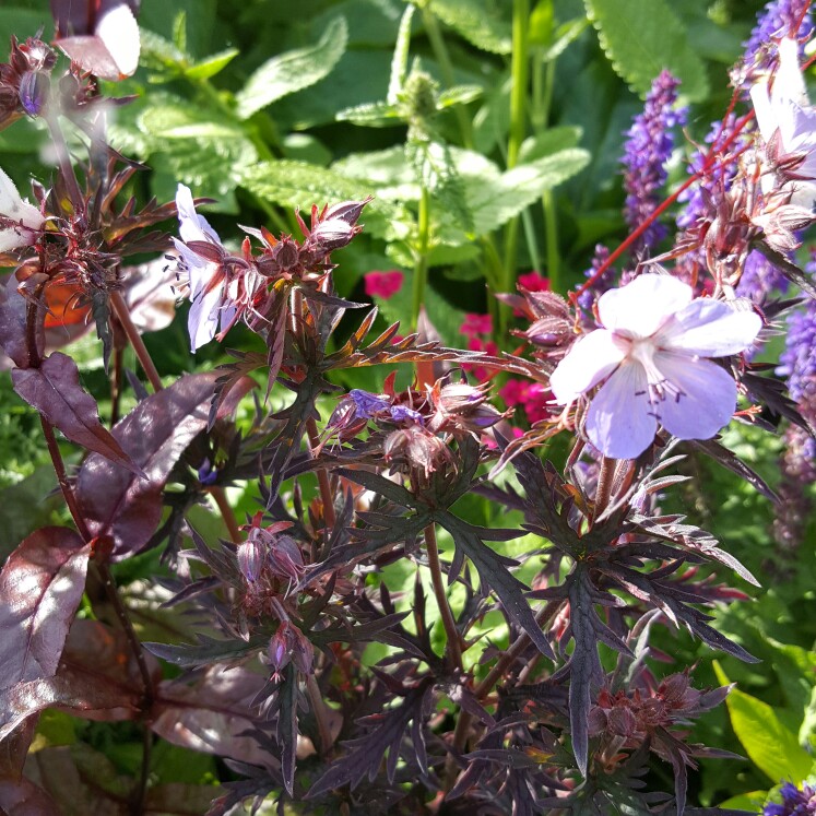 plant image 148561