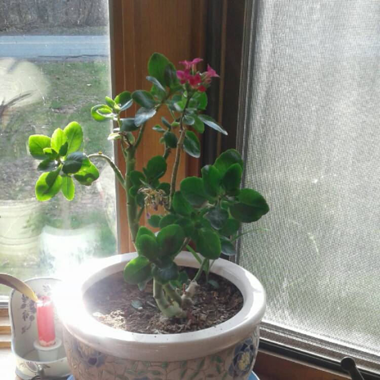 Plant image Kalanchoe blossfeldiana 'orange'