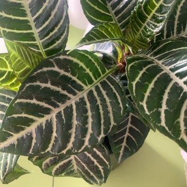 Aphelandra Squarrosa