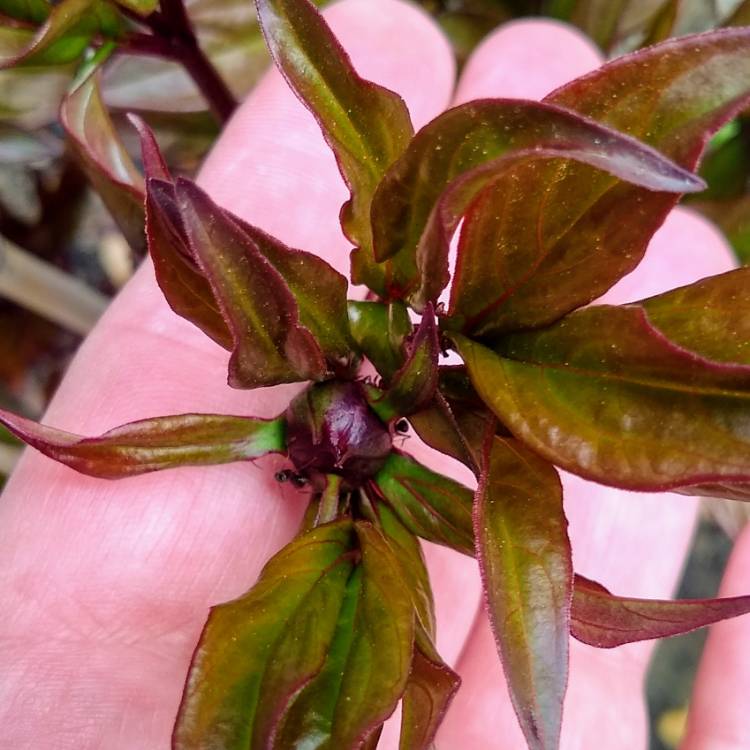 plant image 1001335
