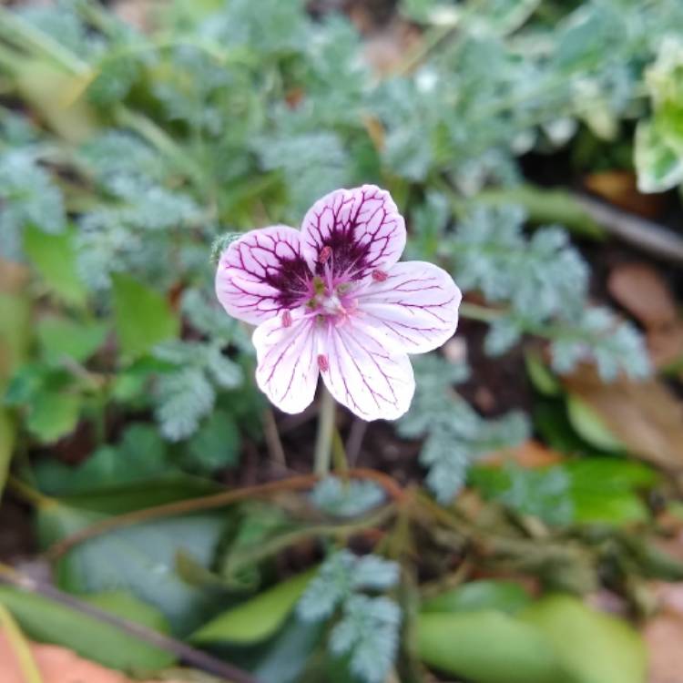 plant image 1017649