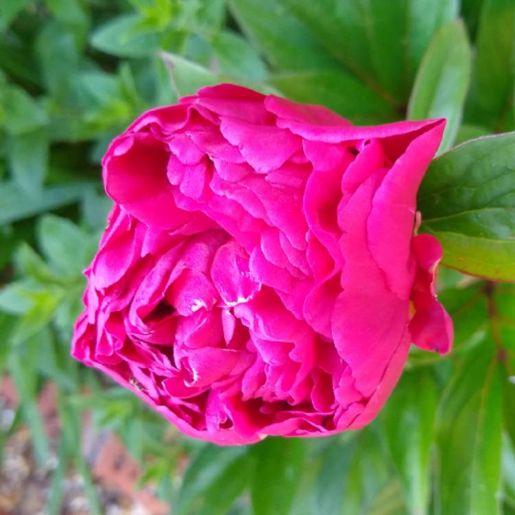 Plant image Paeonia lactiflora 'Karl Rosenfield'