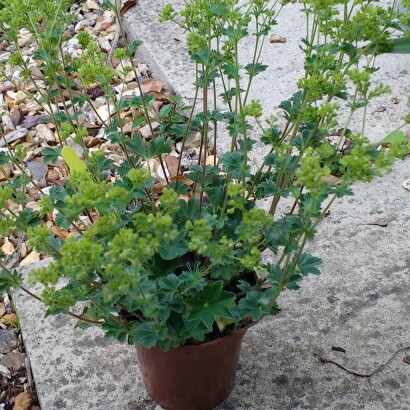 Plant image Alchemilla erythropoda