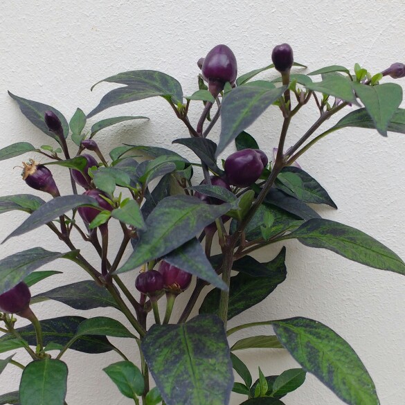 Plant image Capsicum Annuum 'Filius Blue'