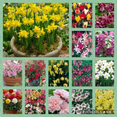 Natasha 's garden