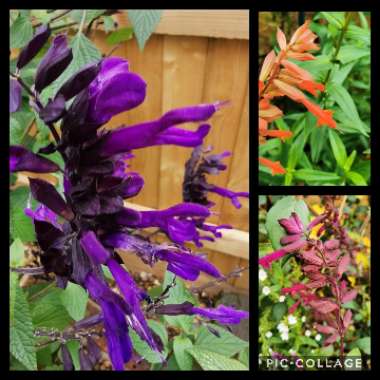 Natasha 's garden