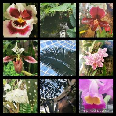 Natasha 's garden