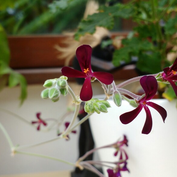 Plant image Pelargonium sidoides syn. Pelargonium sidifolium
