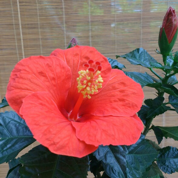 plant image 163236 plant image 163236