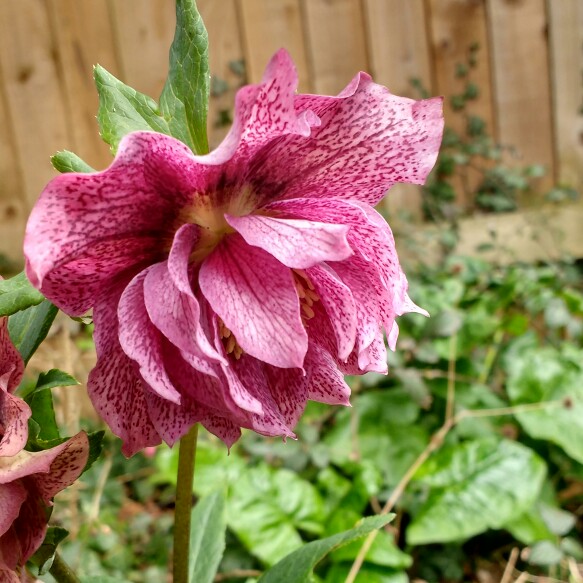 Helleborus