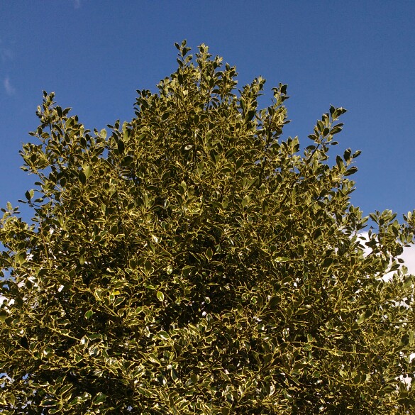 Plant image Ilex x altaclerensis 'Golden King'