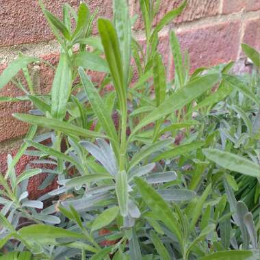 Lavandula angustifolia 'Hidcote' syn. Lavandula angustifolia 'Hidcote Blue'