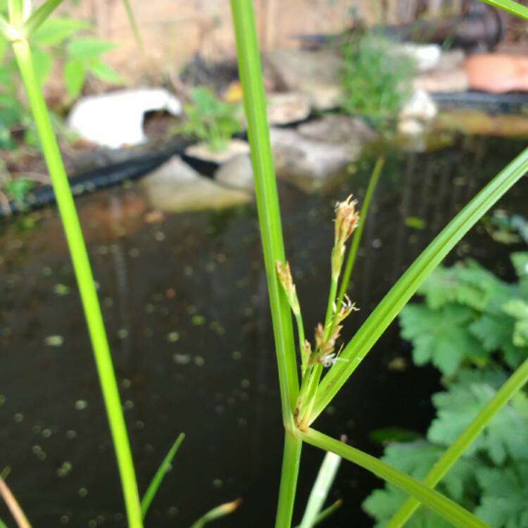 plant image 541249