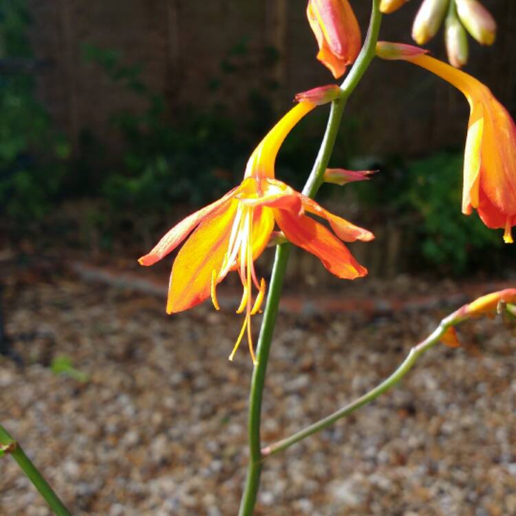 Plant image Crocosmia x crocosmioides 'Castle Ward Late'